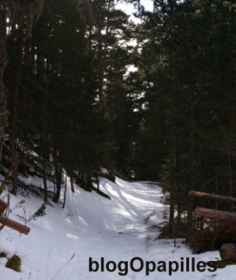 bois,foret,biodiversité,environnement,agriculture