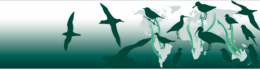 oiseaux-migrateurs01.png