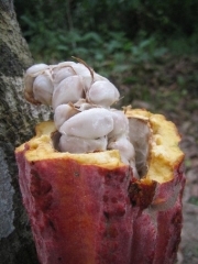 cacao01.jpg