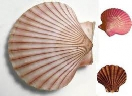 océans,mer,huitre,petoncle,biodiversité,réserve marine