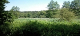 marais-stors3.jpg
