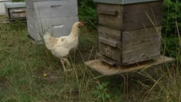 frelons,apiculture,espèces invasives,écologie,landes