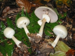 champignons