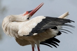 cigogne.jpg
