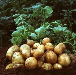pdt-ogm.jpg