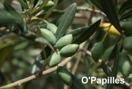olive.jpg