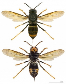frelons,miel,espèces invasives,cnrs,pollen,apiculture