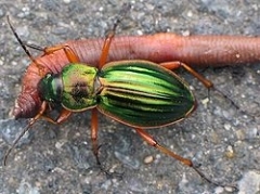 carabe-dore.jpg