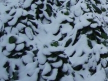 choux-neige.jpg