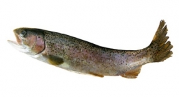 saumon fumé,saumon,poissons,omega-3,santé,calcium