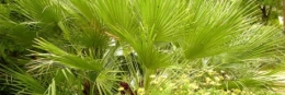 jardinage,jardiner bio,sécheresse,arrosage,eau,espèces,paysages