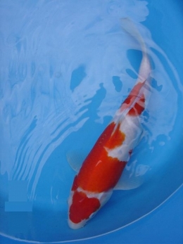 poissons,carpes,japon,chine,mer,bassin