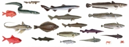 océan,biodiversité,pêche,poissons,bretagne,environnement,espèces menacées,requin,commerce