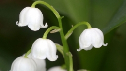 sciences sociales,sociologie,emplois,muguet
