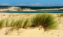aquitaine,gironde,océan,ile,huitre