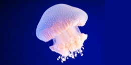 alimentation,méduses,consommer autrement,poissons,environnement,océans