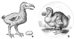 biologie, cnrs, sciences, île, oiseaux, environnement, écologie