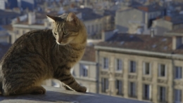 films,nature,faune,bordeaux,gironde,aquitaine,ville,oiseaux
