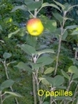 pommes-reinette.jpg