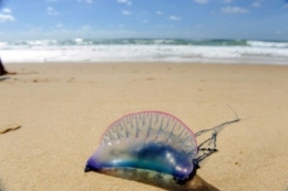 aquitaine, méduses, océan,environnement, plage,gironde