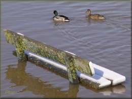 inondations,environnement,sciences,garonne,développement durable