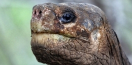 tortues,galapagos,amérique,espèces menacées,espèces indigènes