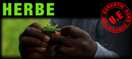 herbe.png