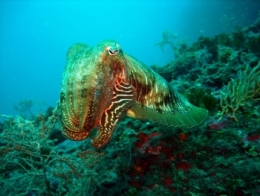 mer,méditerranée,pyrénées orientales,biodiversité,parc naturel marin
