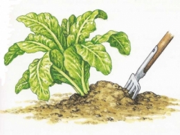 endive,endives,légumes,humour