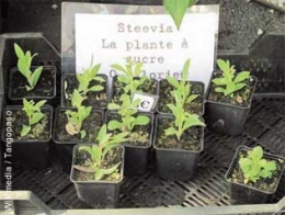 stevia,sucre,alimentation,santé,consommation,plantes,additifs
