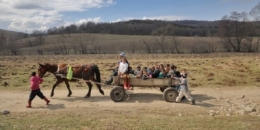 chevaux-roumanie.jpg