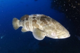 pêche,poissons,gastronomie,espèces menacées,surconsommation,océan,sciences