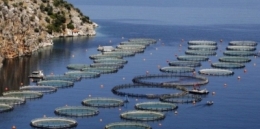 pêche,poissons,web,internet,aquaculture,mer,méditerranée