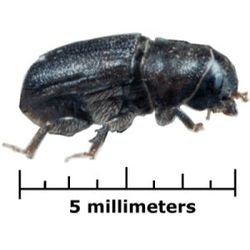 bois,pin,landes,écologie,insectes,foret