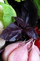 basilic-pourpre.jpg