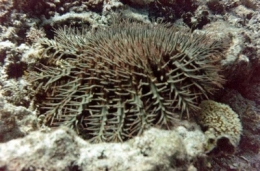 coraux,changements climatiques,réchauffement climatique,australie,mer,océan,environnement