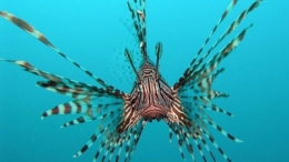 espèces invasives,espèces menacées,guadeloupe,antilles,pêche,poissons,biodiversité,écosystème