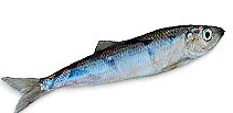 hareng01.png