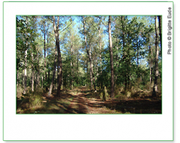gironde,aquitaine,randonnée pédestre,randonnée,foret,tourisme