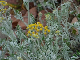 plante,plantes invasives,biodiversité,ile,écologie