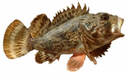 poissons,japon,pollution,santé,mer,océans
