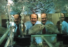 saumon-ogm-william-muir.jpg