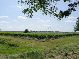 vignes_patiras.jpg