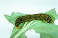 ogm,monsanto,alimentation,sciences,insectes,insecticides,maïs