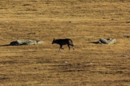 loups,loup,pyrénées orientales,cerdagne,catalogne