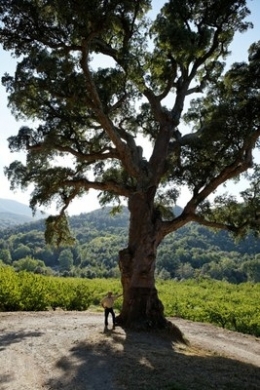 pyrénées orientales,arbre,bois,liège,botanique