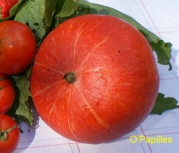 potimarron01.jpg