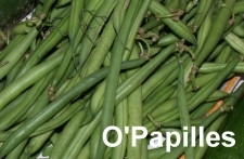 haricotsverts04.jpg
