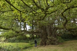 environnement,changements climatiques,foret,bois,sciences,arbres,écosystème,biodiversité