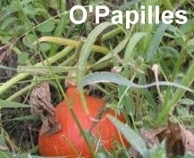 legumes-automne-potimarrons.jpg